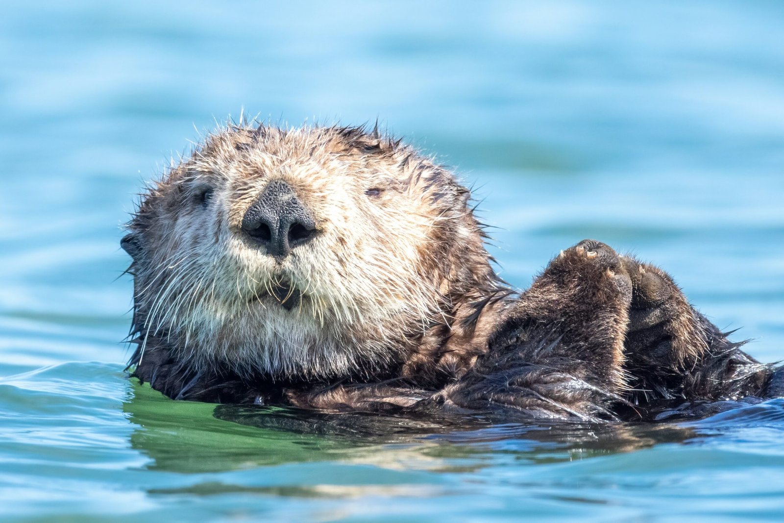 a close up of a wet otter swimming in the water