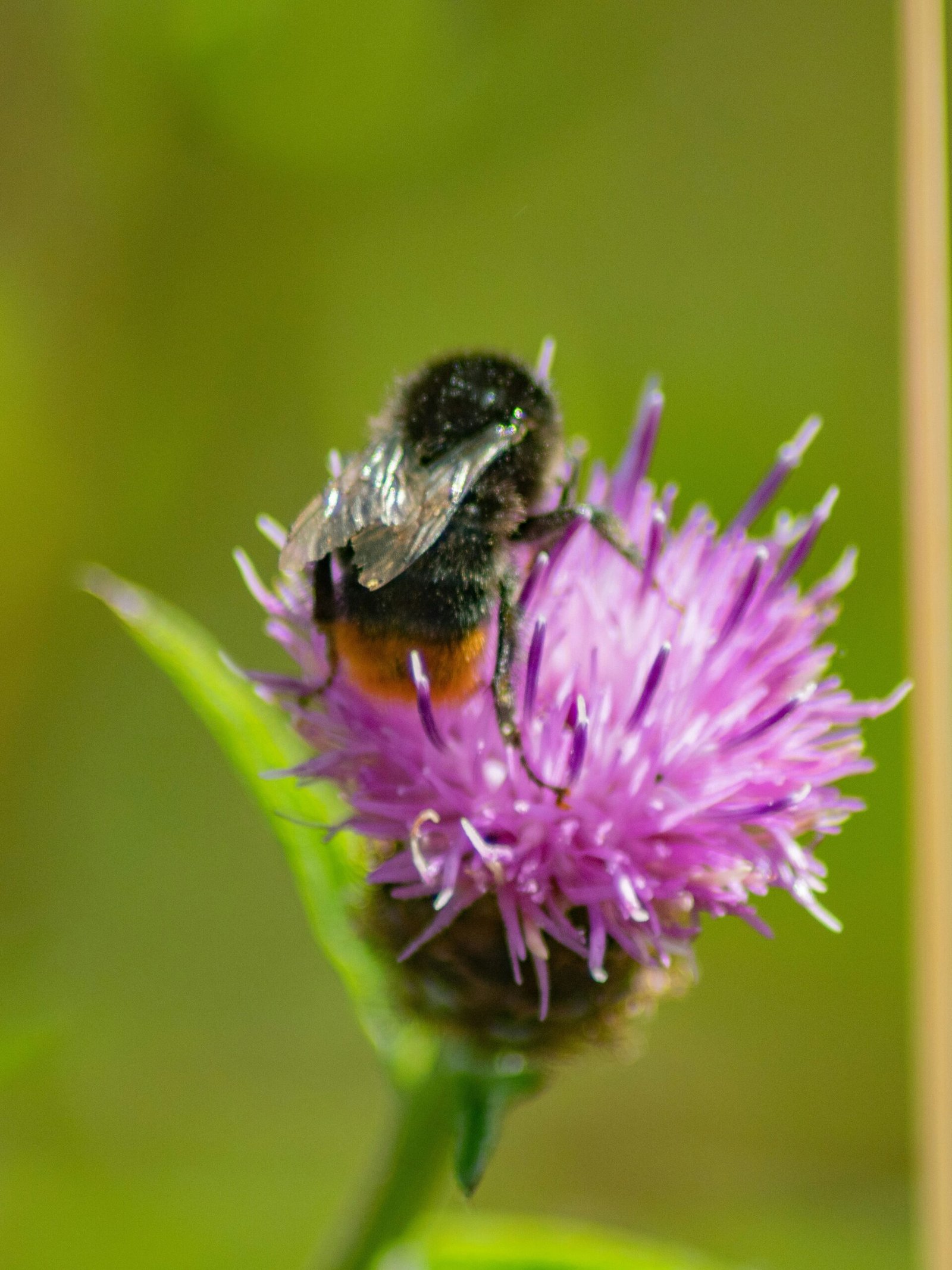 black and yellow bee on purple flower